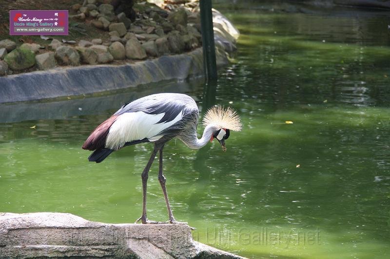 090410IMG_sk_0758birdparadise (33).JPG